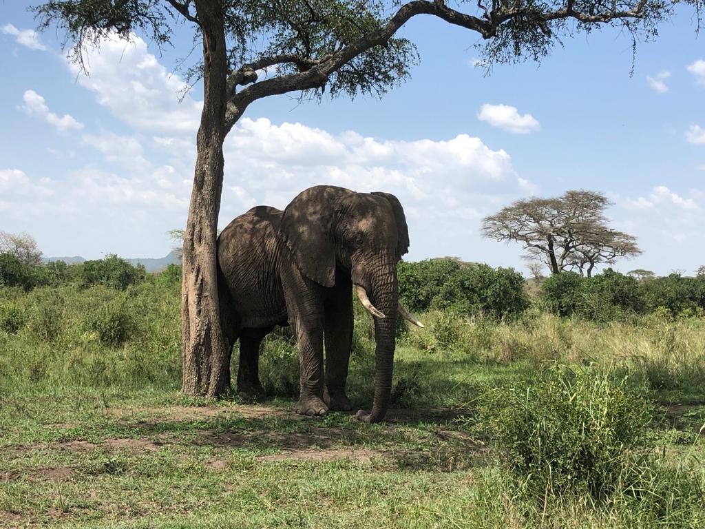 unique wildlife highlights in tarangire and ngorongoro crater